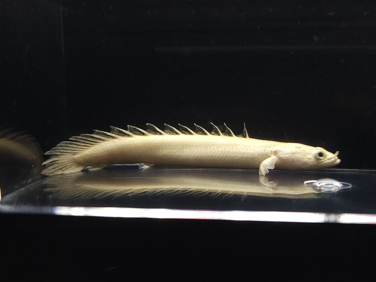 プラチナエンドリケリー 扁平顔 - 魚類、水生生物